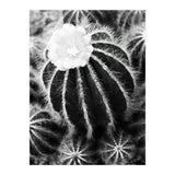 Cactus (Print Only) thumbnail