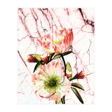 Flowering on pink marble (Print Only) thumbnail