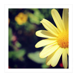 Summer flora (Print Only) thumbnail
