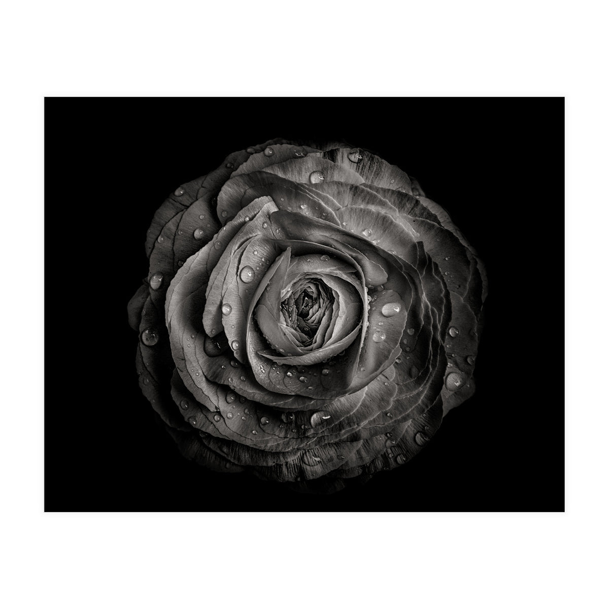 Backyard Flowers In Black And White 72 (Print Only)