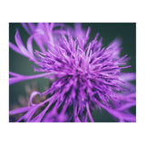 Amethyst (Print Only) thumbnail