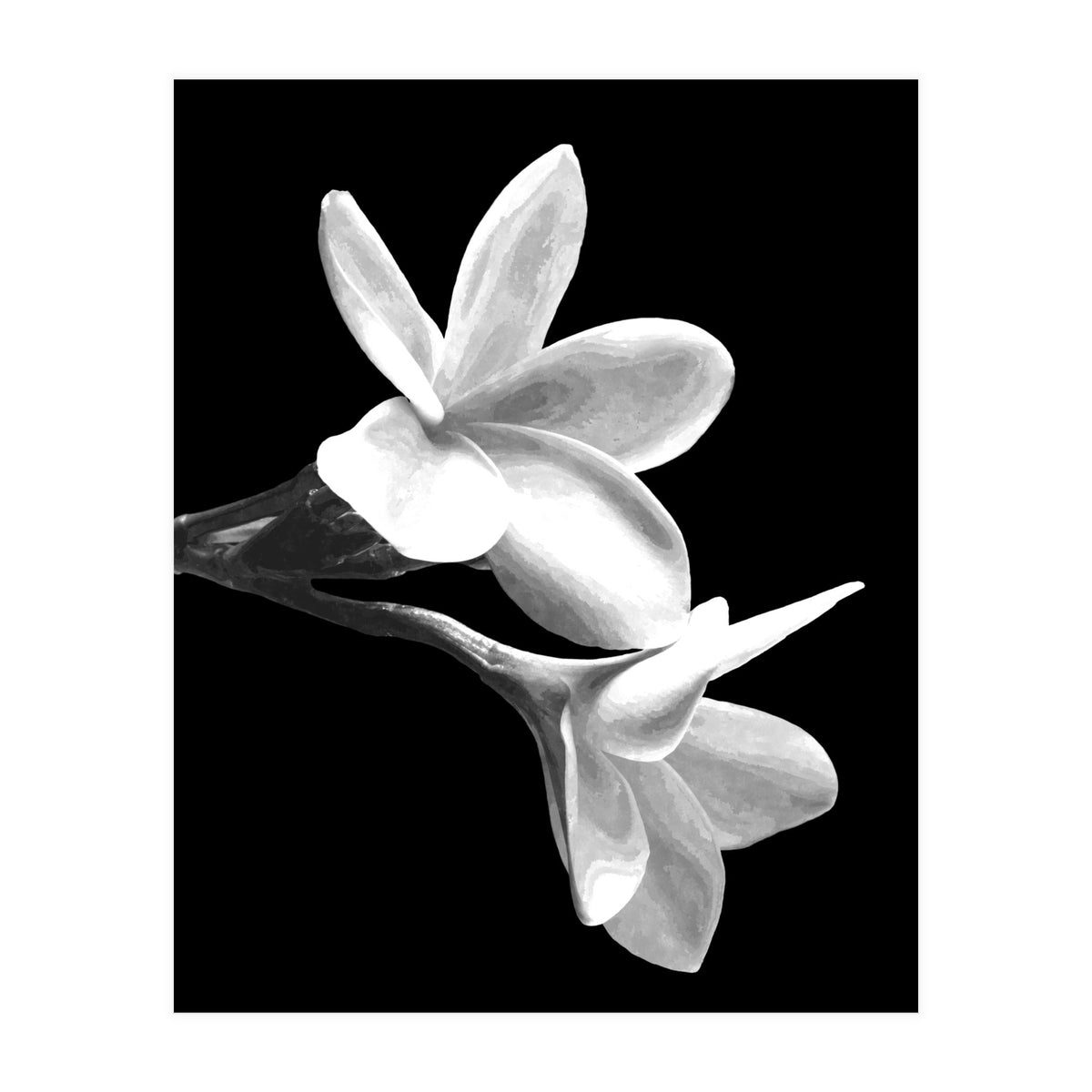 Black and White Flowers  (Print Only)