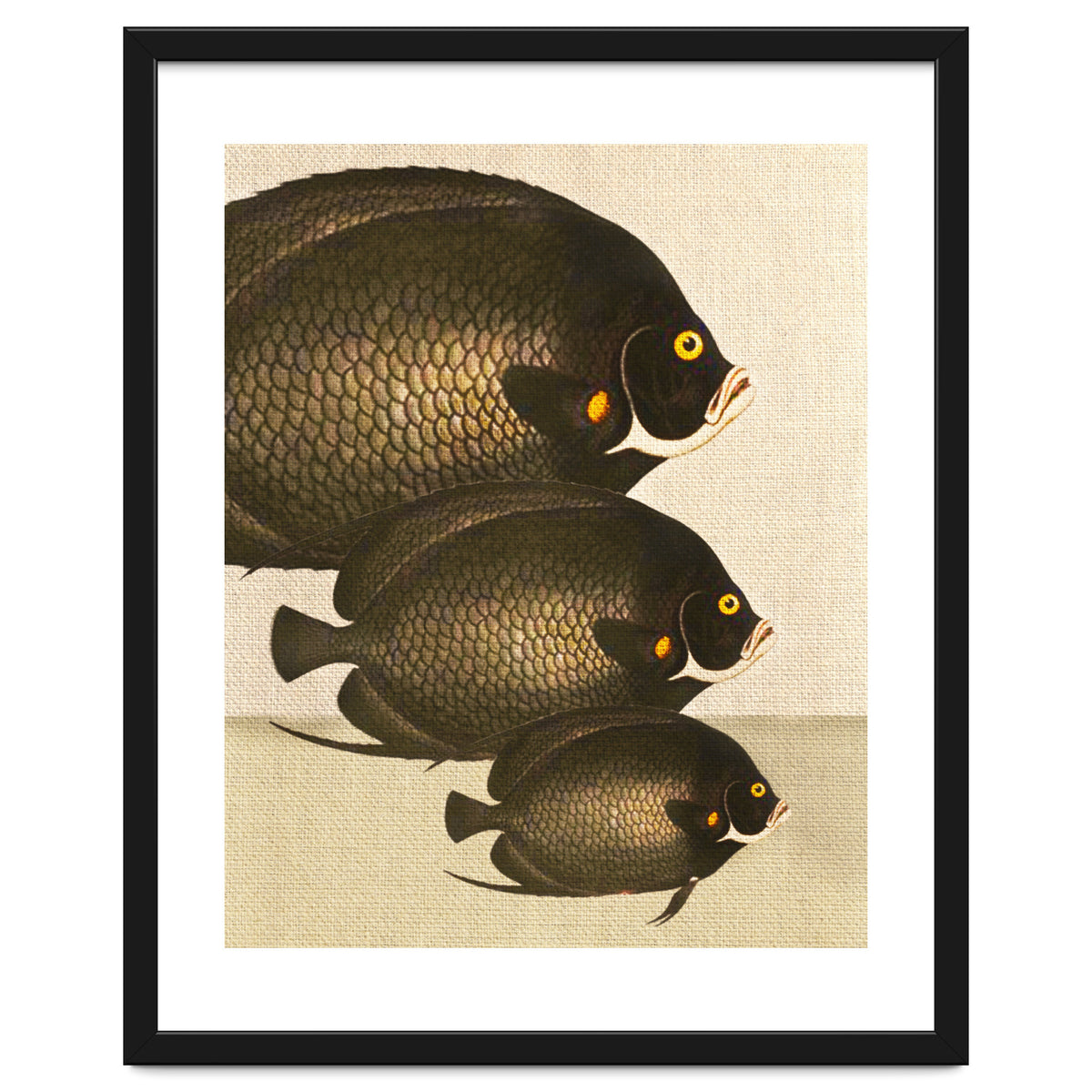 Fish Classic Designs 11