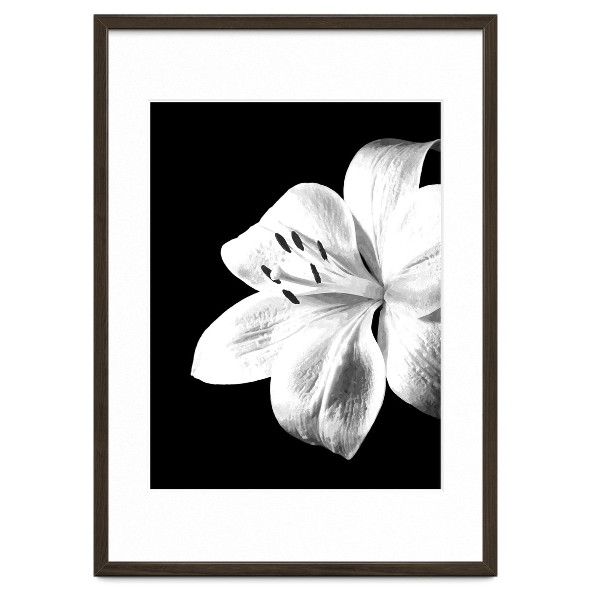 White Lily Black Background