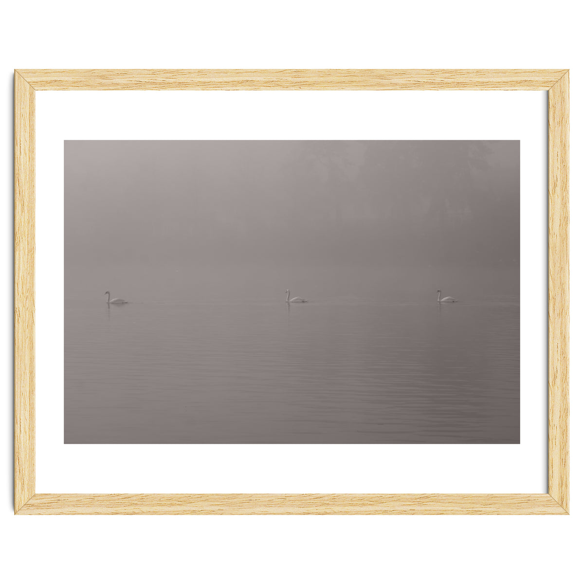 Swans in the mist