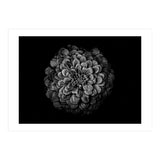 Backyard Flowers In Black And White 54 (Print Only) thumbnail
