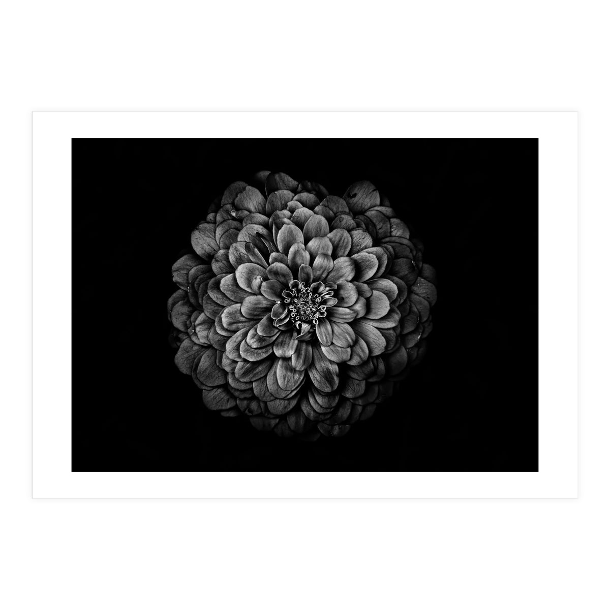 Backyard Flowers In Black And White 54 (Print Only)