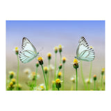 Butterfly (Print Only) thumbnail