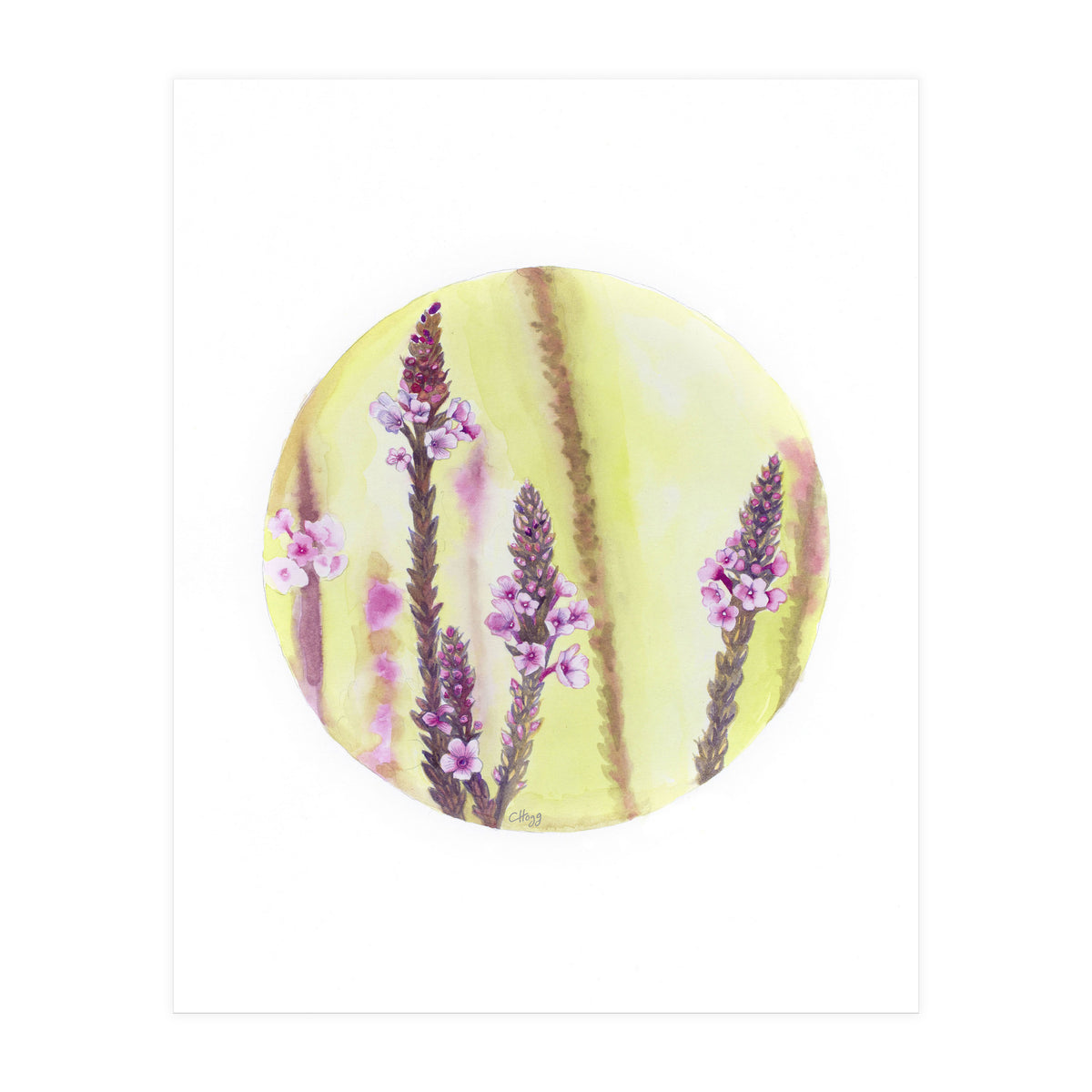 Circular Verbena (Print Only)