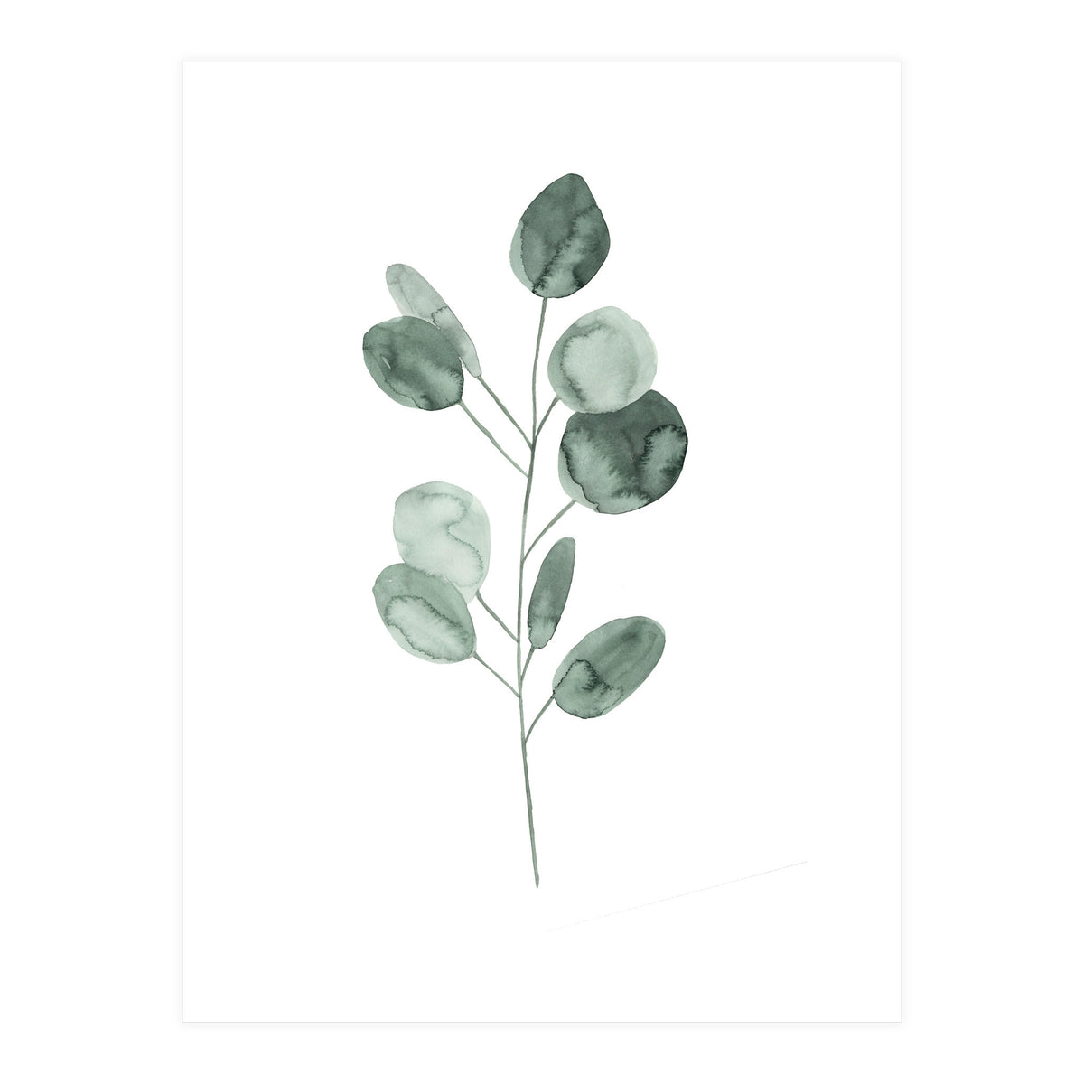 Botanical Illustration Eukalyptus2 (Print Only)