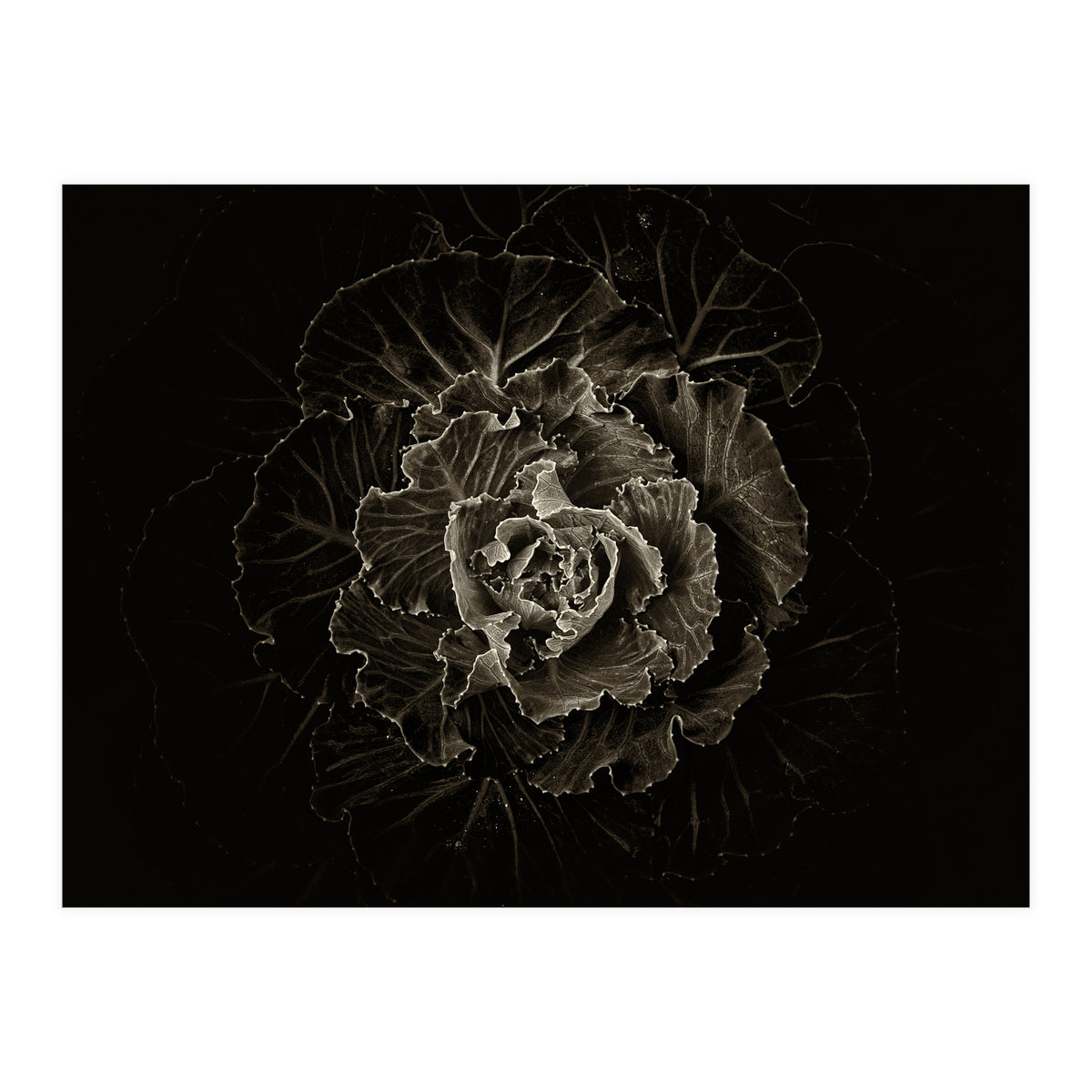 Backyard Flowers No 100 Sepia Version (Print Only)