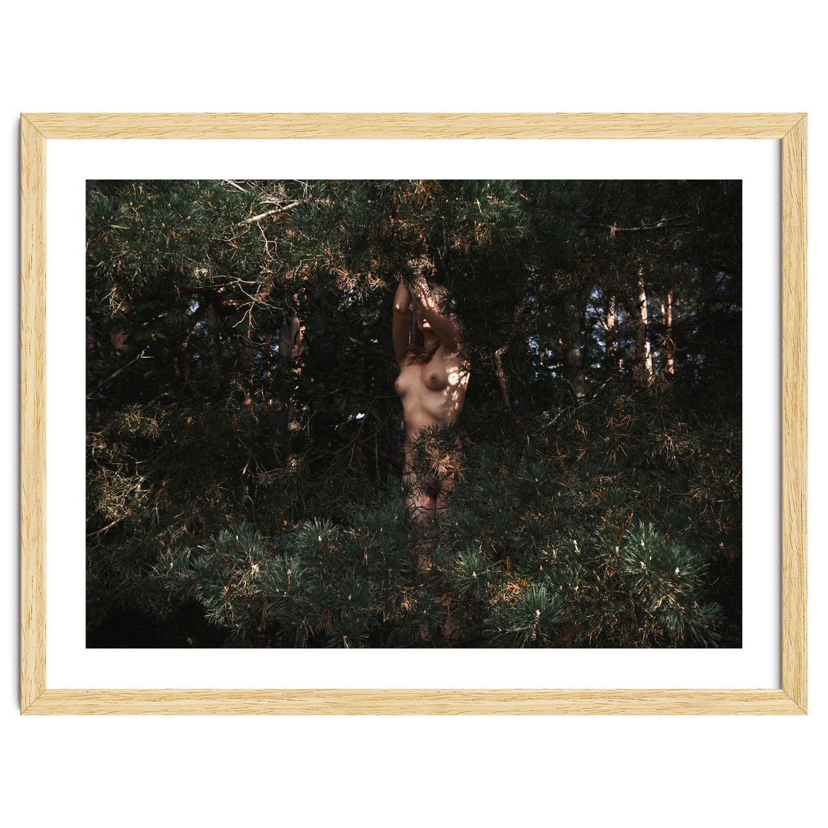 The Eyes of the Forest