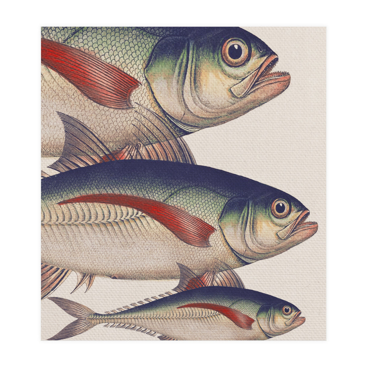 Fish Classic Designs 5 (Print Only)