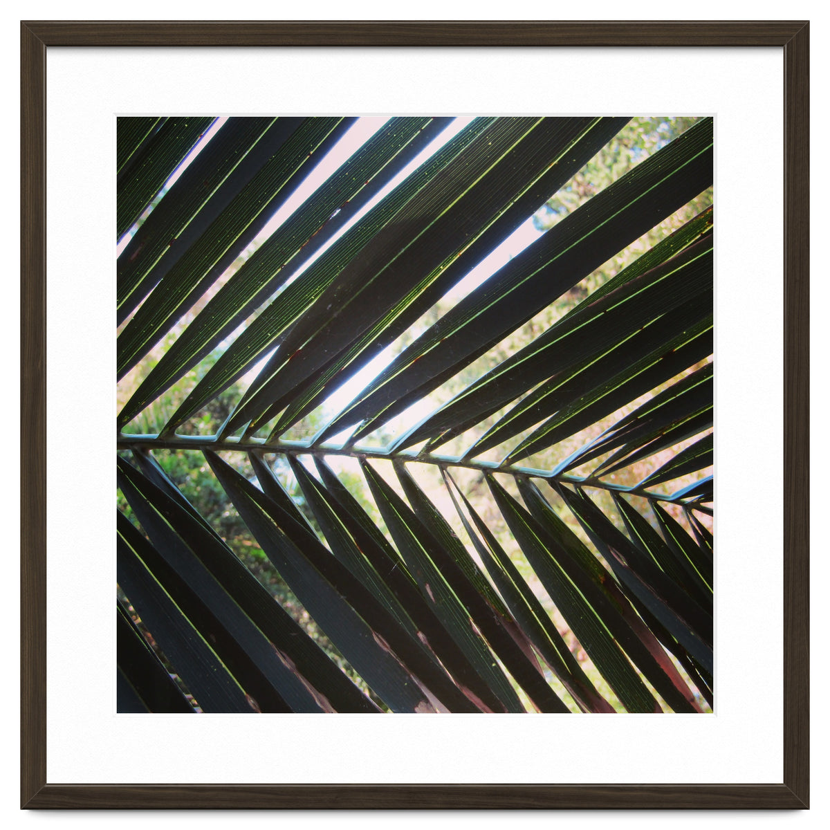Palm leaf