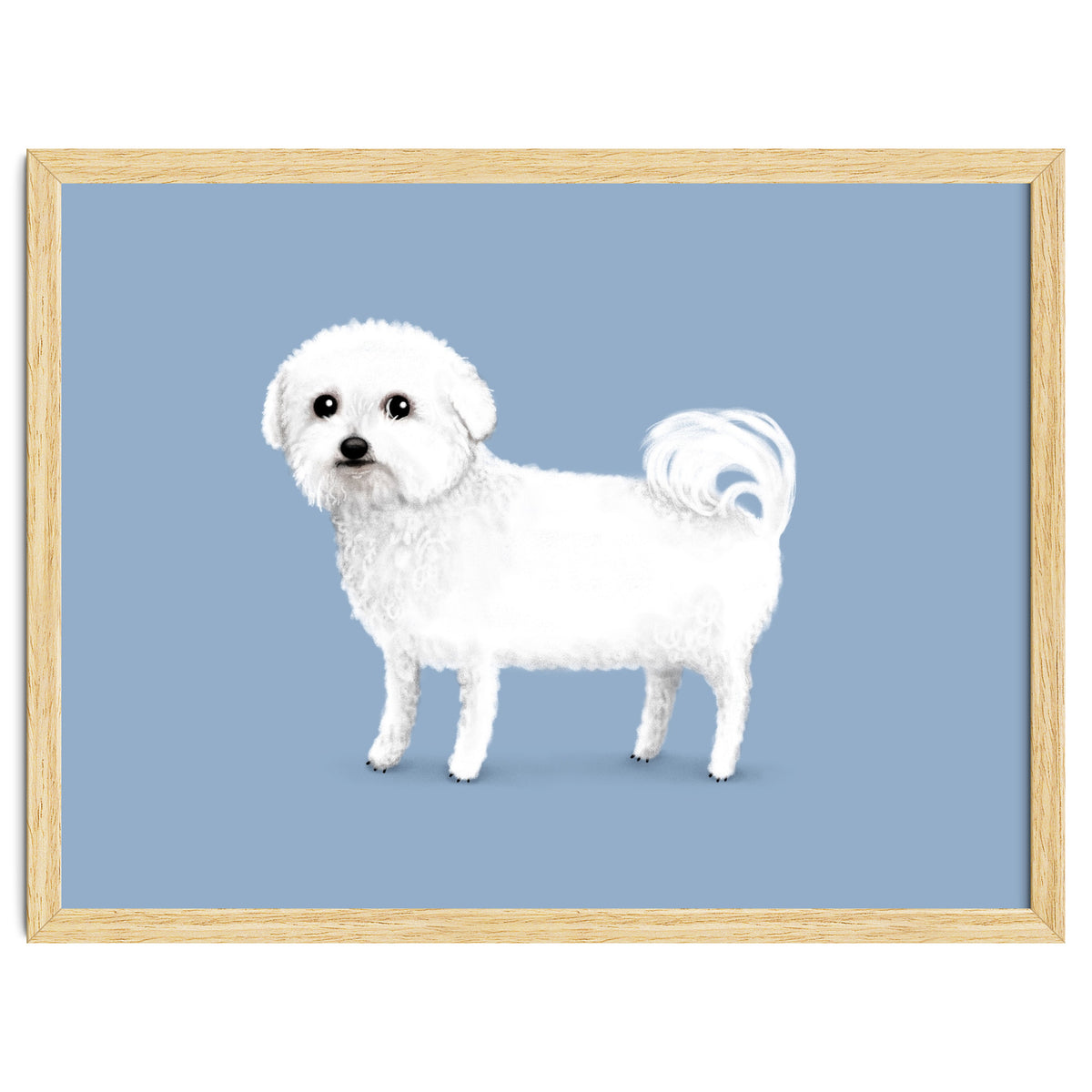 Bichon Frise