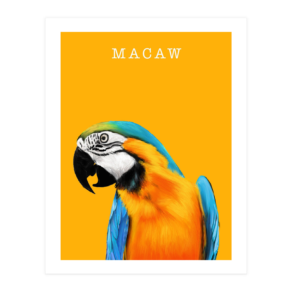 Macaw (Print Only)