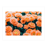 February (Print Only) thumbnail