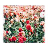 Meadow (Print Only) thumbnail