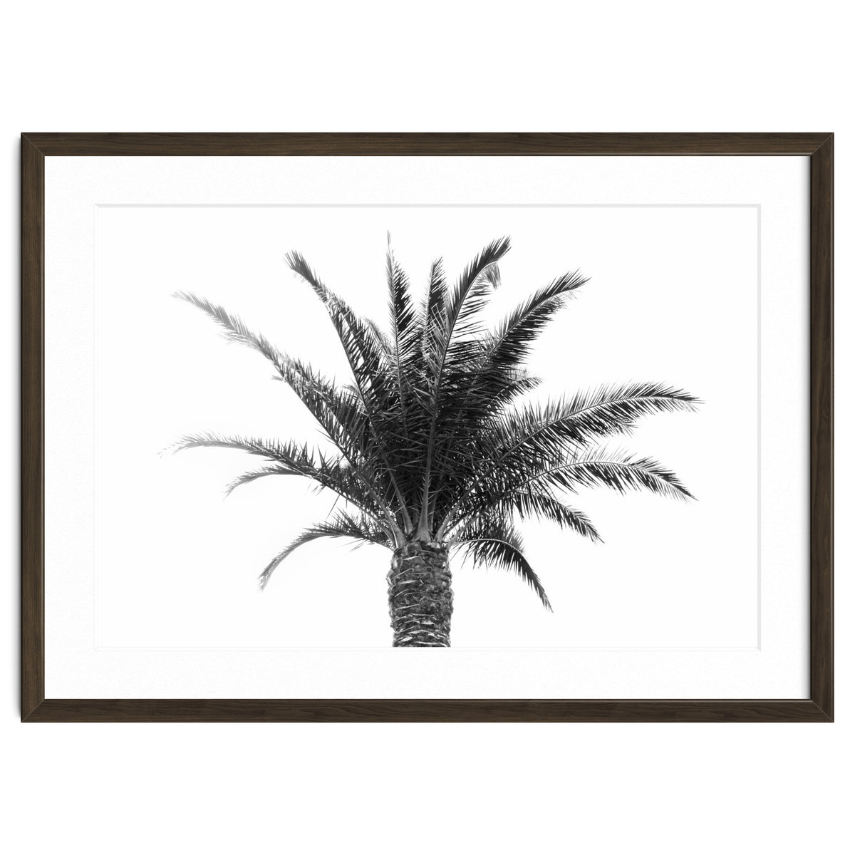 Palm Tree