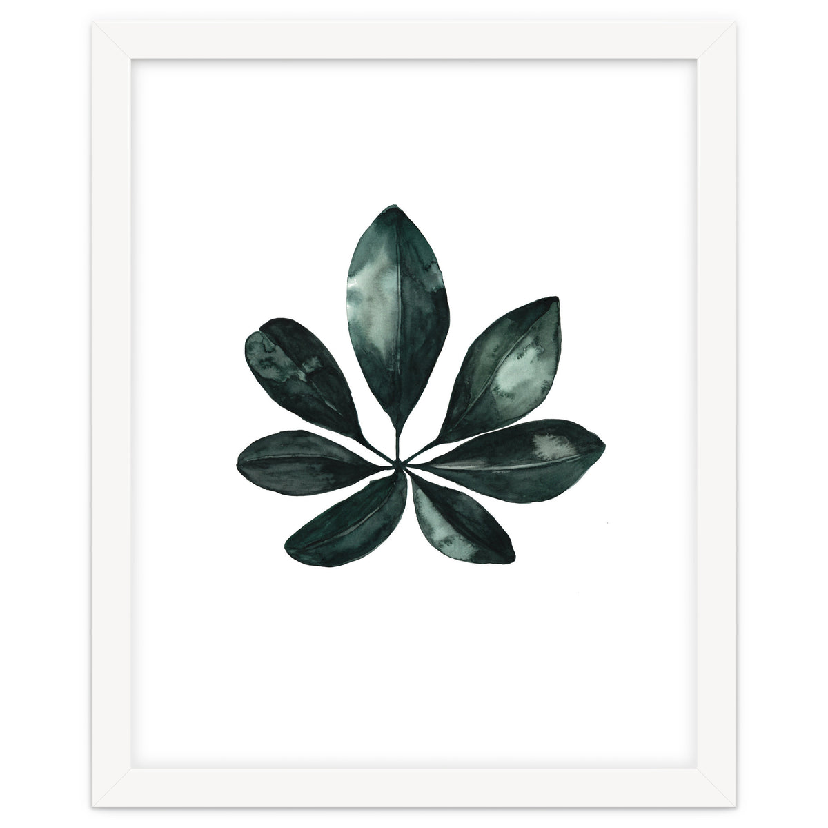 Botanical Illustration Arboricola Schefflera