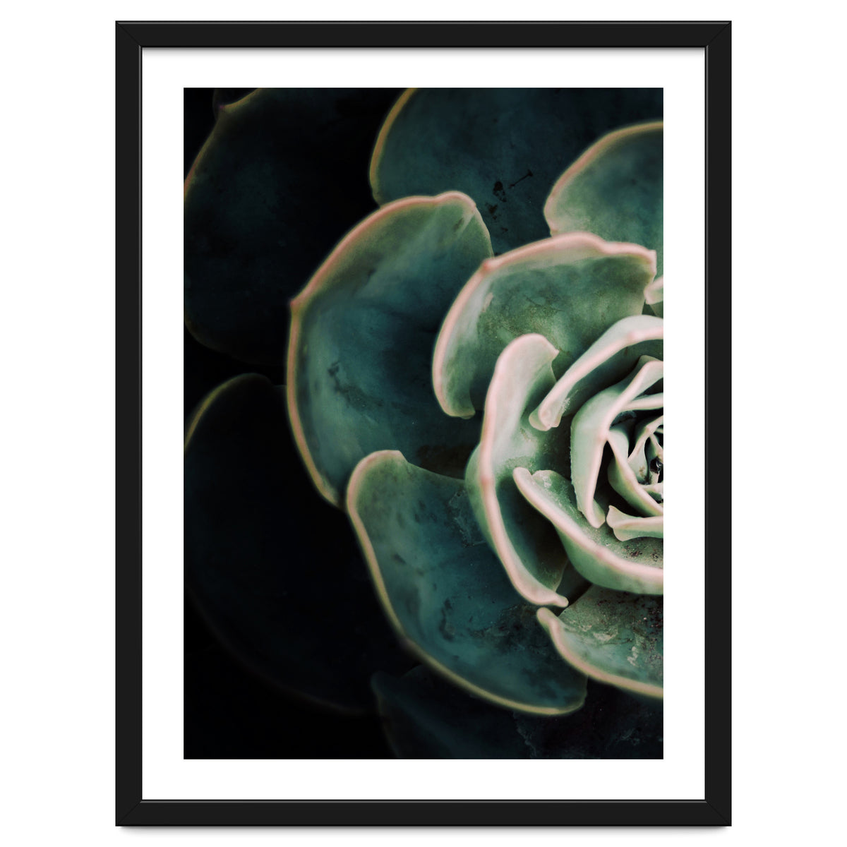 Darkside Of Succulents 4-E