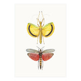 Cc Insects 08 (Print Only) thumbnail