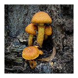 Tree Fungi  (Print Only) thumbnail