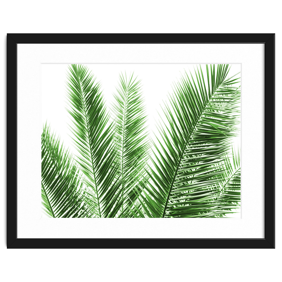 Palm Leaves