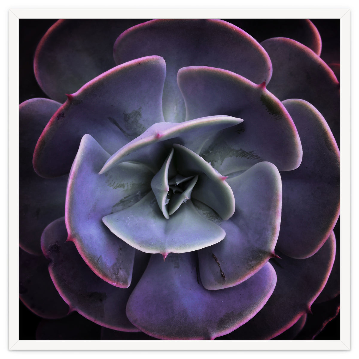 DARKSIDE OF SUCCULENTS VII