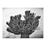 Cut down tree top (Print Only) thumbnail