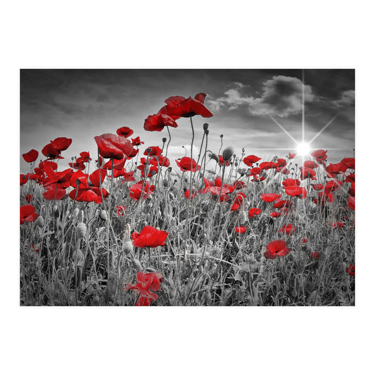 Idyllic Field of Poppies with Sun (Print Only)