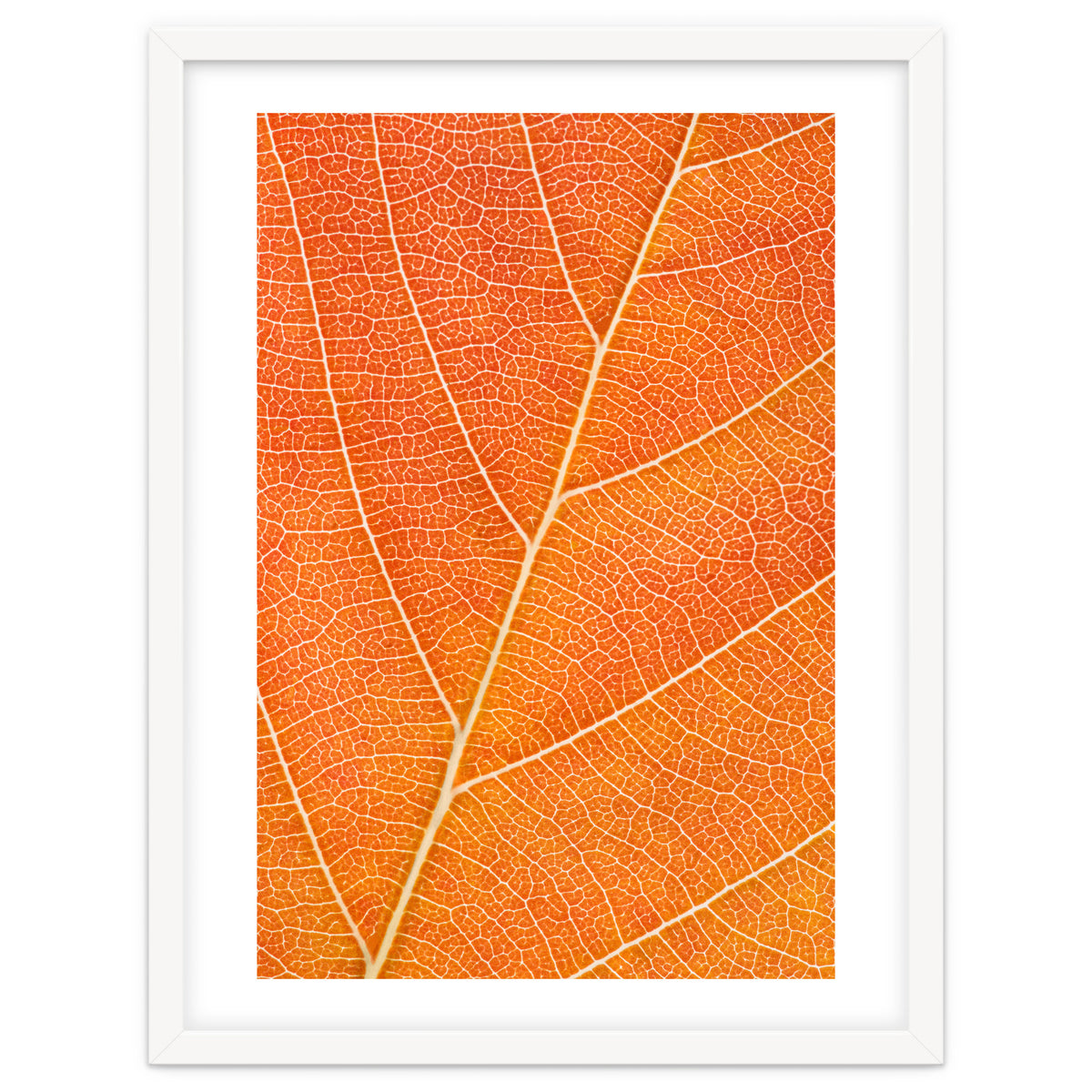 Autumn Leaf