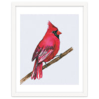 A Northern cardinal watercolor