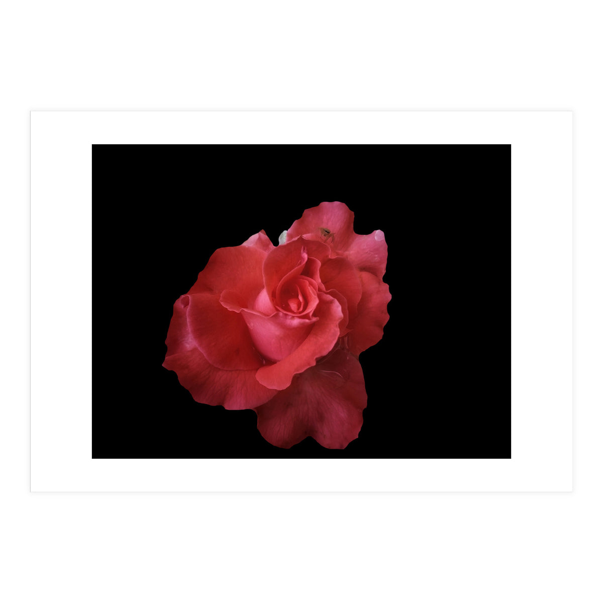 Coral Rose (Print Only)