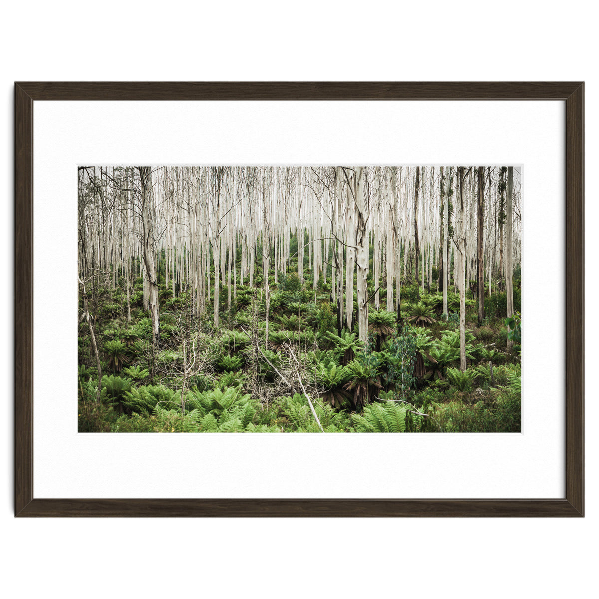 Forest After The Fire