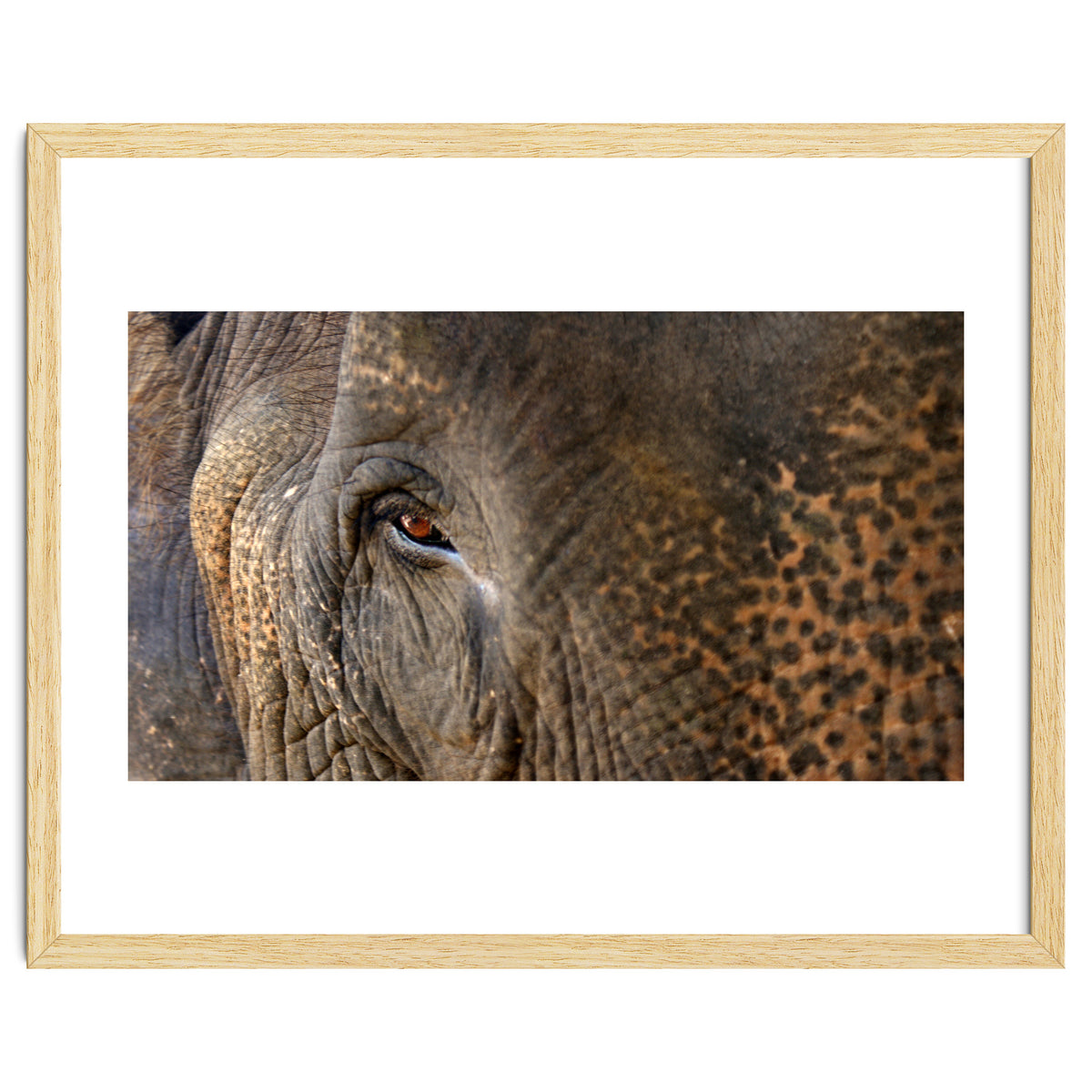 Face To Face - Elephant eye