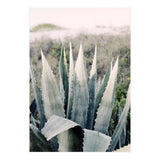 Pale Agave  (Print Only) thumbnail