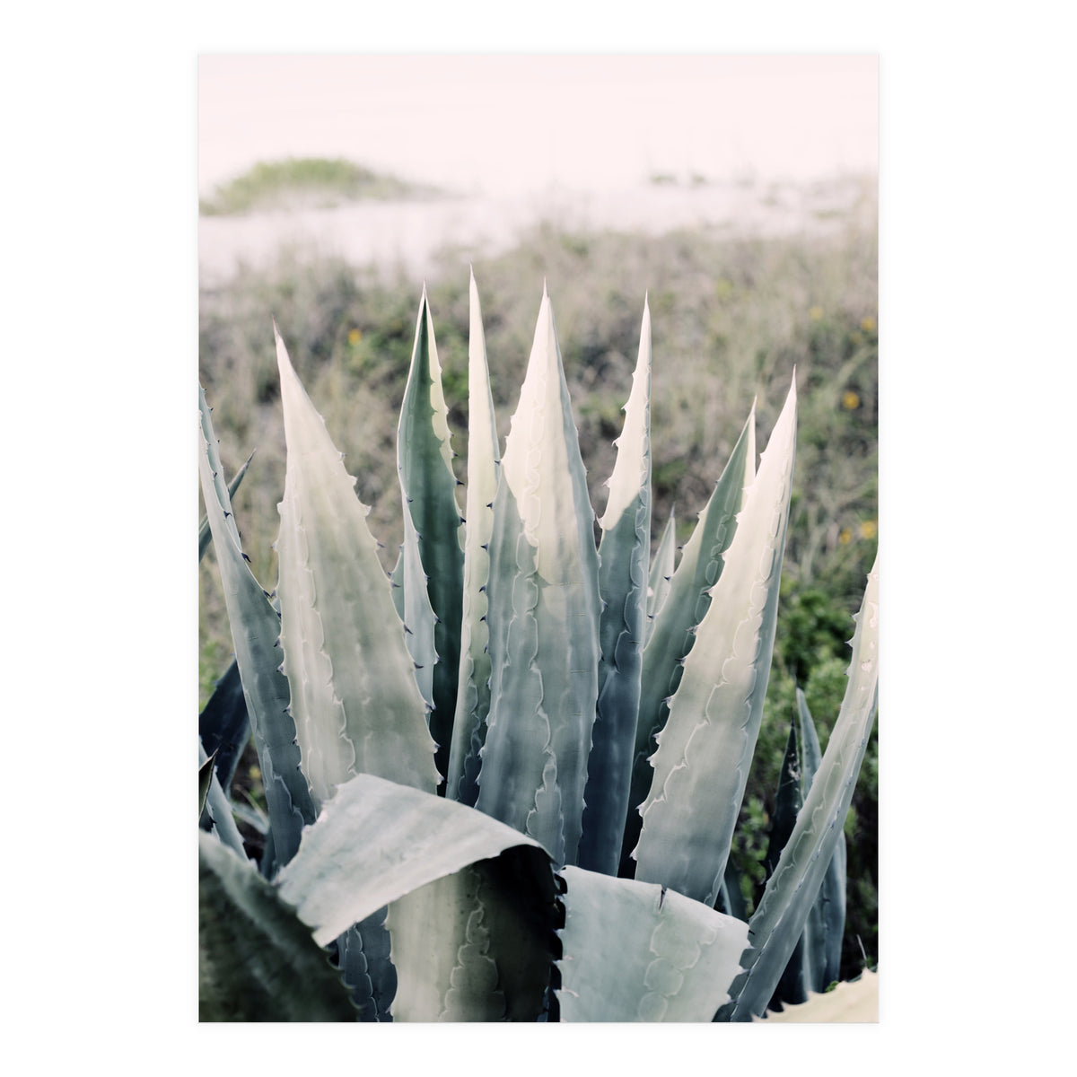 Pale Agave  (Print Only)