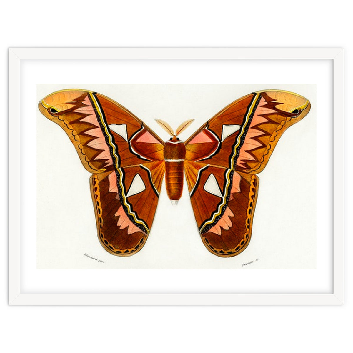 Attacus Atlas Moth illustrated
