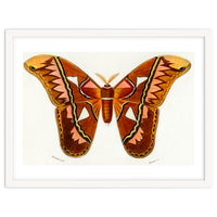 Attacus Atlas Moth illustrated