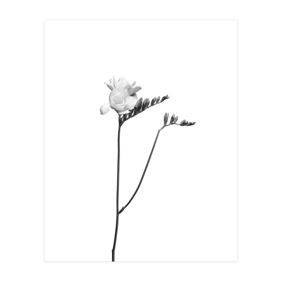 Freesia | bright design (Print Only)