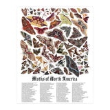 Moths of North America  (Print Only) thumbnail