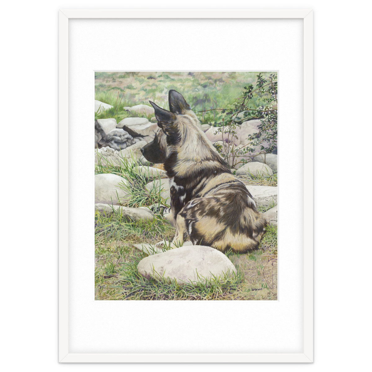 African Painted Dog I