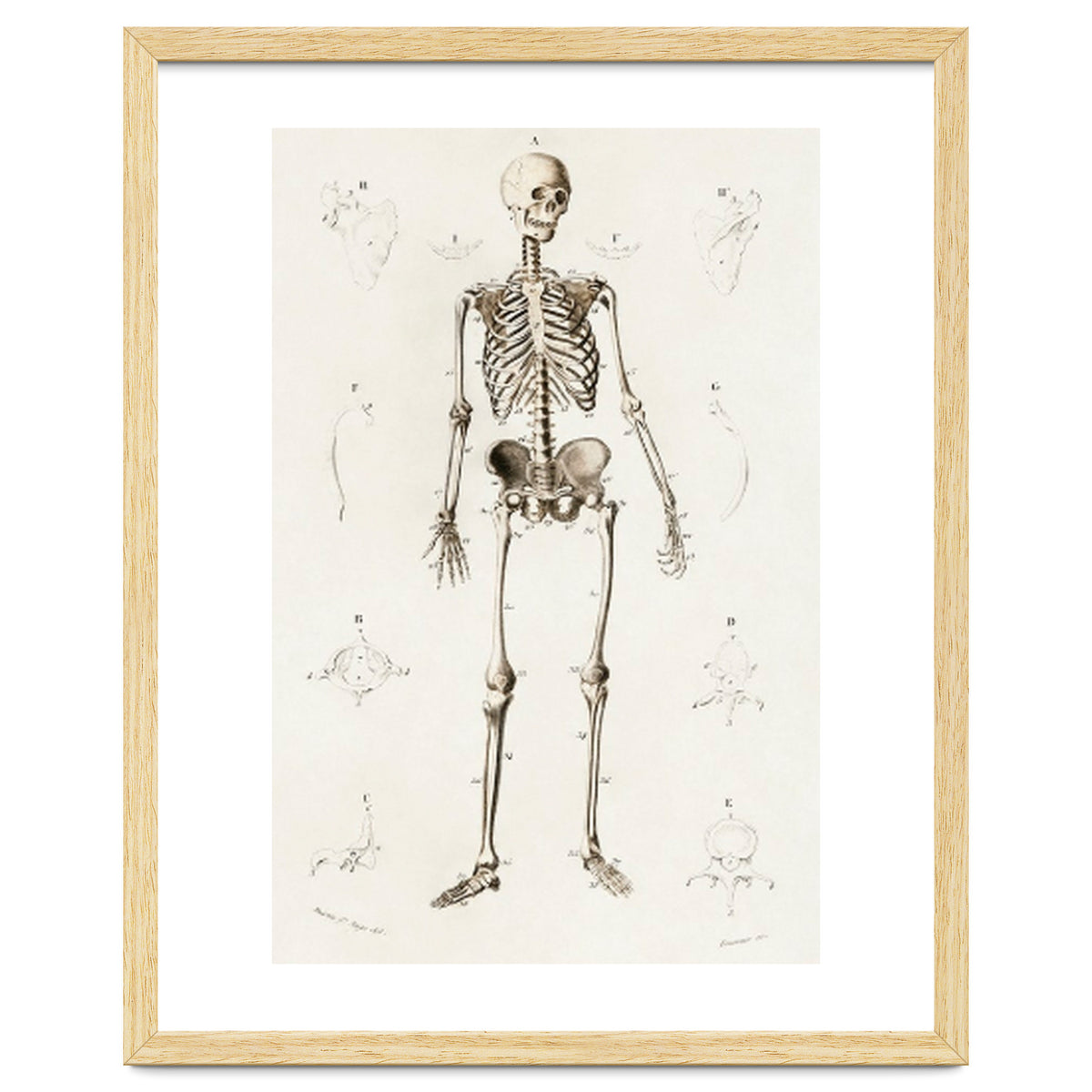 Human skeleton illustrated