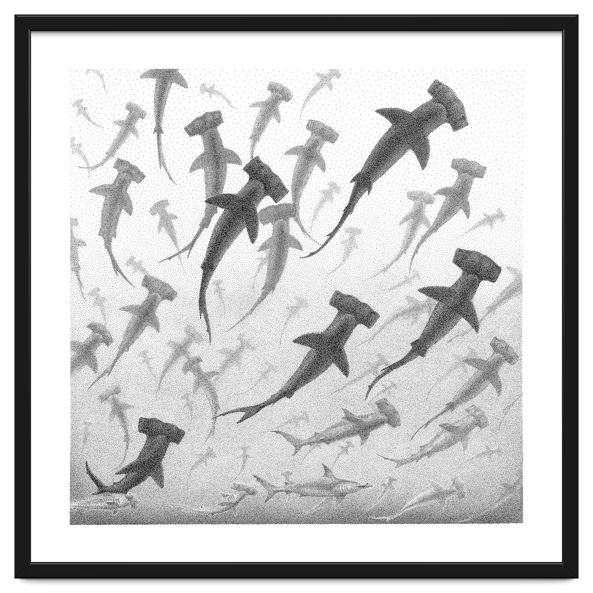 Schooling Hammerheads