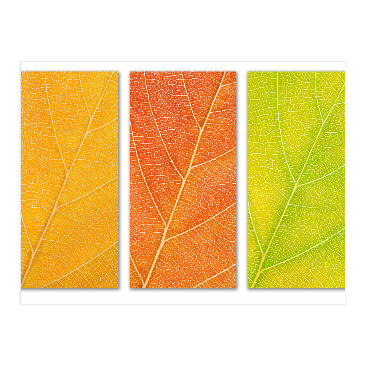 Autumn Leaves (Print Only)
