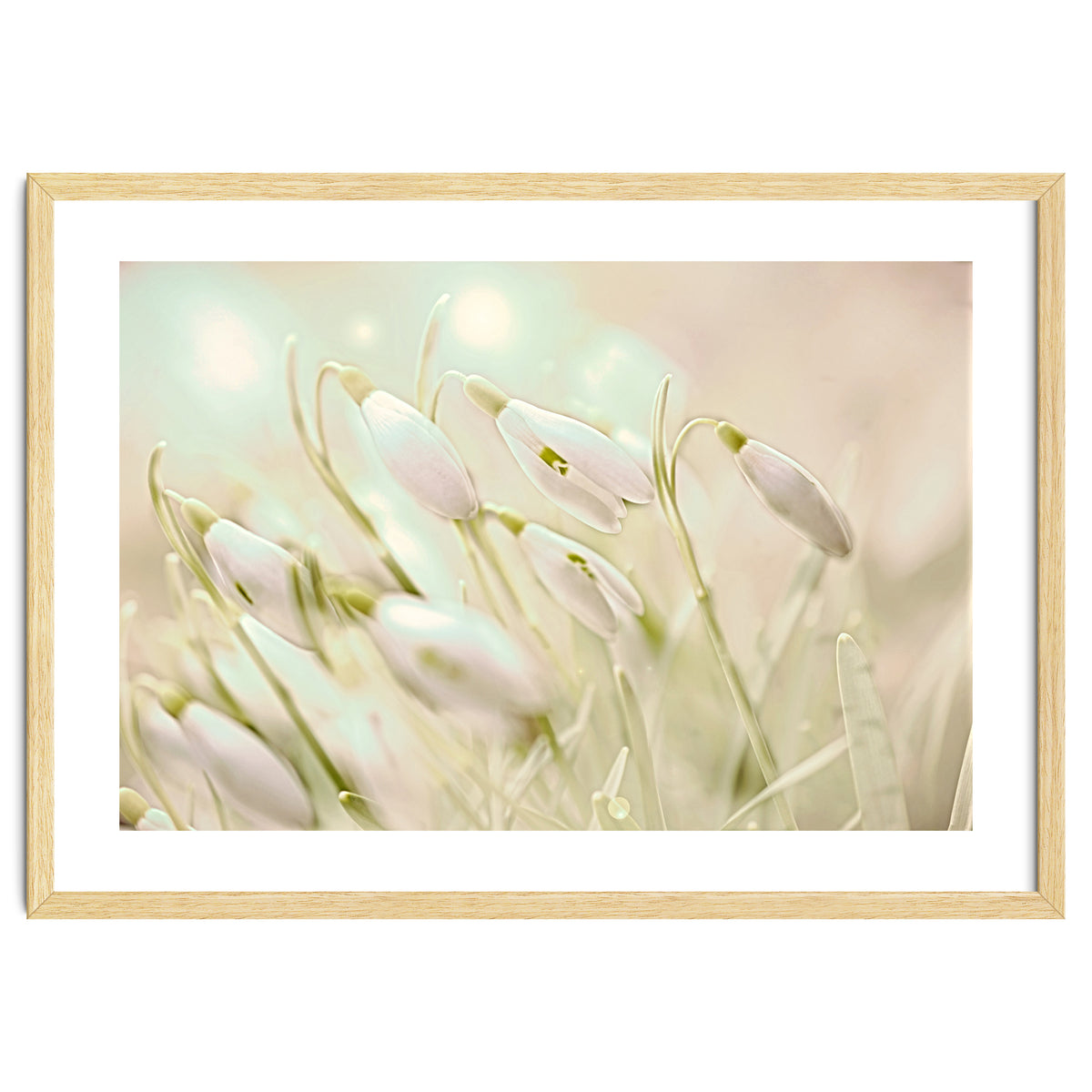 Enchanting Snowdrops