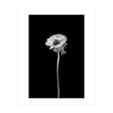 Anemone coronaria | dark design  (Print Only) thumbnail