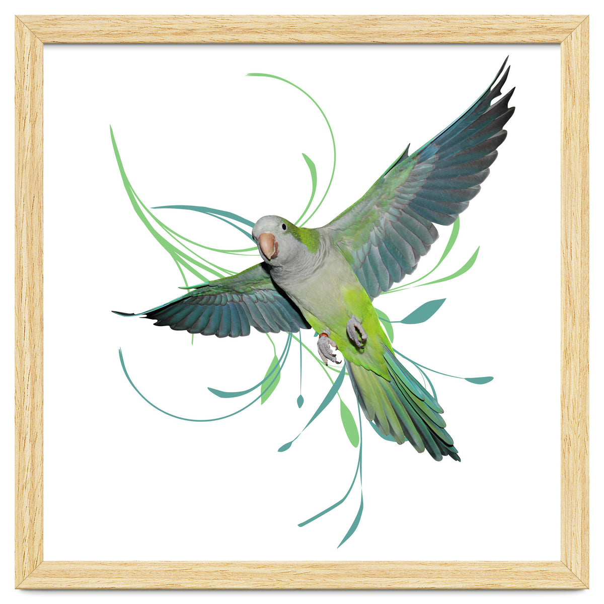 Flying quaker parrot