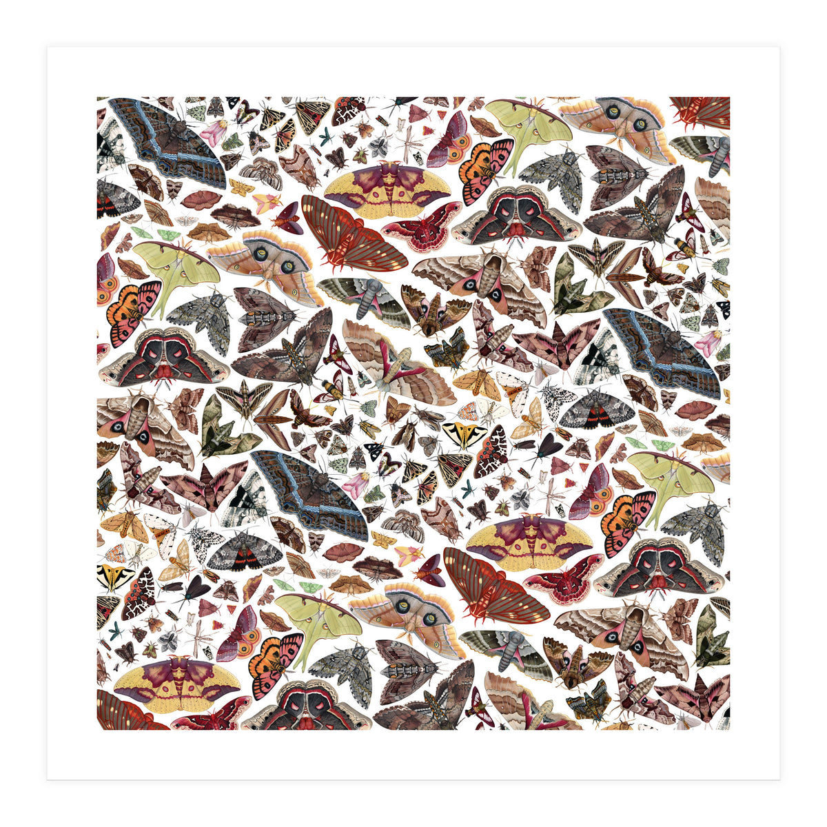 Moths of North America Pattern (Print Only)